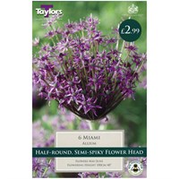 Taylors Bulbs Allium Miami - Pack of 6 (TP965)