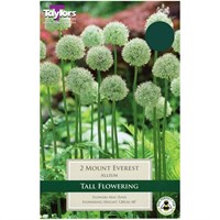 Taylors Bulbs Allium Mount Everest - Single (TP687)