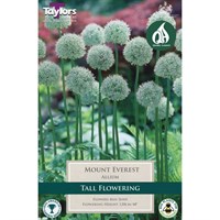 Taylors Bulbs Allium Mount Everest - Pack of 1 (MT687)
