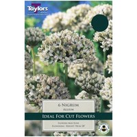 Taylors Bulbs Allium Nigrum - Pack of 6 (TP880)
