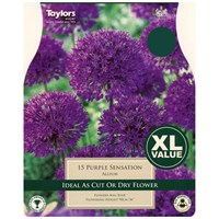 Taylors Bulbs Allium Purple Sensation - Pack of 18 - XL Value Range (XL697)