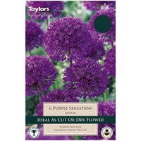 Taylors Bulbs Allium Purple Sensation - Pack of 6 (TP697)