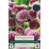 Taylors Bulbs Allium Sphaerocephalon - Pack of 25 (TP704)