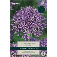 Taylors Bulbs Allium Violet Beauty - Pack of 6 (TP966)