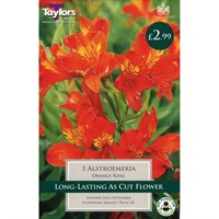Taylors Bulbs Alstroemeria Orange King (Single Pack) (TS842)
