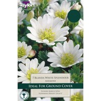 Taylors Bulbs Anemone Blanda White - Pack of 6 (TP712)