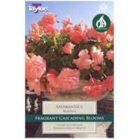 Taylors Bulbs Begonia Aromantics (2 Pack) (TS241)