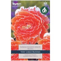 Taylors Bulbs Begonia Expresso Sugardip Apricot (2 Pack) (TS251)