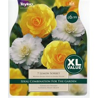 Taylors Bulbs Begonia Lemon Sorbet (6 Pack) (XL602)