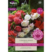 Taylors Bulbs Begonia Odorata Mixed (3 Pack) (SBOB01)