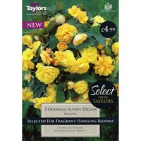 Taylors Bulbs Begonia Odorata Sunny Dream (3 Pack) (SSE113)