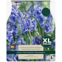 Taylors Bulbs Bluebells (Hyancinthoides Non-Scripta) - Pack of 10 - XL Value Range (XL775)
