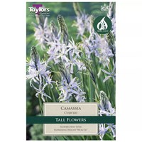 Taylors Bulbs Camassia Cusickii - Pack of 3 (TP726)