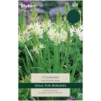 Taylors Bulbs Camassia Leichtlinii Alba - Pack of 3 (TP944)