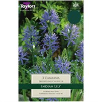 Taylors Bulbs Camassia Leichtlinii Caerulea - Pack of 3 (TP727)