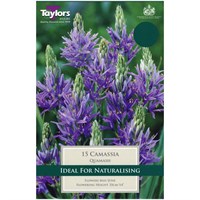 Taylors Bulbs Camassia Quamash - Pack of 15 (TP732)