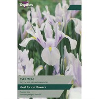 Taylors Bulbs Carmen Iris Hollandica - Pack of 25 (TP845A)