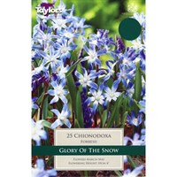 Taylors Bulbs Chionodoxa Forbesii - Pack of 20 (TP730)