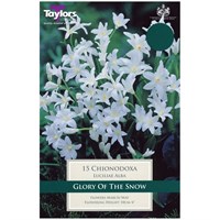 Taylors Bulbs Chionodoxa Luciliae Alba - Pack of 15 (TP729)