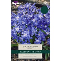 Taylors Bulbs Chionodoxa Luciliae - Pack of 20 (TP728)