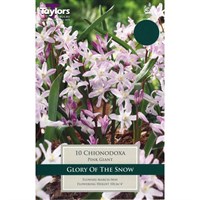 Taylors Bulbs Chionodoxa Pink Giant - Pack of 12 (TP731)