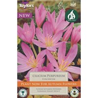 Taylors Bulbs Colchicum Cilicium Purpureum - Pack of 1 (TP689)