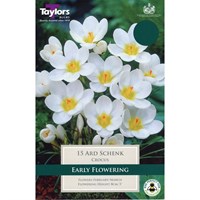 Taylors Bulbs Crocus Ard Schenk - Pack of 10 (TP671)