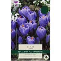 Taylors Bulbs Crocus Blue - Pack of 10 (TP652)