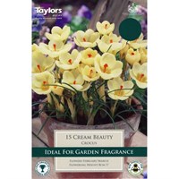 Taylors Bulbs Crocus Cream Beauty - Pack of 10 (TP661)