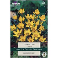 Taylors Bulbs Crocus Dorothy - Pack of 12 (TP662)