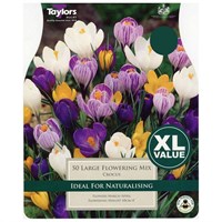 Taylors Bulbs Crocus Large Flowering Mixed - Pack of 25 - XL Value Range (XL655)