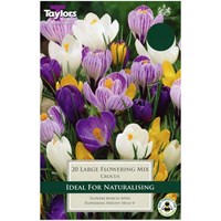 Taylors Bulbs Crocus Mixed - Pack of 10 (TP655)