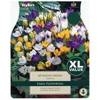 Taylors Bulbs Crocus Mixed Species - Pack of 40 - XL Value Range (XL678)
