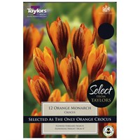 Taylors Bulbs Crocus Orange Monarch - Pack of 12 (SE034)
