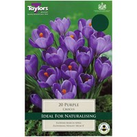 Taylors Bulbs Crocus Purple - Pack of 10 (TP654)