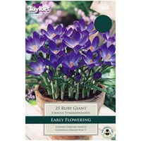 Taylors Bulbs Crocus Ruby Giant - Pack of 15 (TP665)