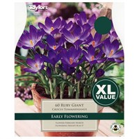 Taylors Bulbs Crocus Ruby Giant - Pack of 50 - XL Value Range (XL665)