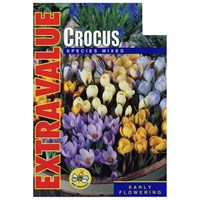 Taylors Bulbs Crocus Species Mixed - Pack of 25 - Extra Value Range (EV123)