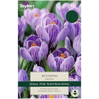 Taylors Bulbs Crocus Striped - Pack of 10 (TP653)