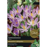 Taylors Bulbs Crocus Tommasinianus - Pack of 20 (SE656)