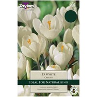Taylors Bulbs Crocus White - Pack of 10 (TP651)