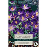Taylors Bulbs Crocus Whitewell Purple - Pack of 15 (TP667)
