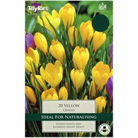 Taylors Bulbs Crocus Yellow - Pack of 8 (TP650)