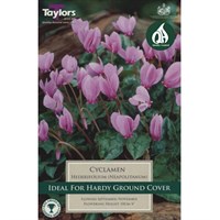 Taylors Bulbs Cyclamen Hederifolium - Pack of 1 (MT51)