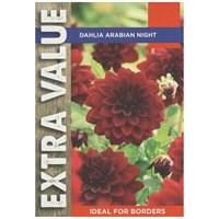 Taylors Bulbs Dahlia Arabian Night (3 Pack) (ESV549)