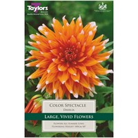 Taylors Bulbs Dahlia Color Spectacle (Single Pack) (TS394)
