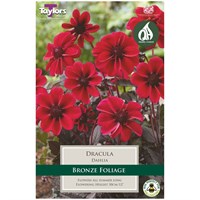 Taylors Bulbs Dahlia Dracula (Single Pack) (TS451)