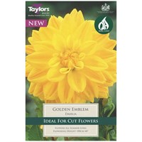 Taylors Bulbs Dahlia Golden Emblem (Single Pack) (TS330)
