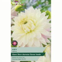 Taylors Bulbs Dahlia Kiev (Single Pack) (TS365)