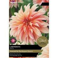 Taylors Bulbs Dahlia Labyrinth (2 Pack) (SSE148)